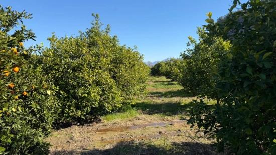 Okçular Marmarlı'da 2.218m2 Satılık Arsa