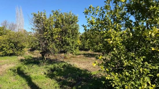 Okçular Marmarlı'da 2.218m2 Satılık Arsa