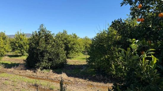 Okçular Marmarlı'da 2.218m2 Satılık Arsa