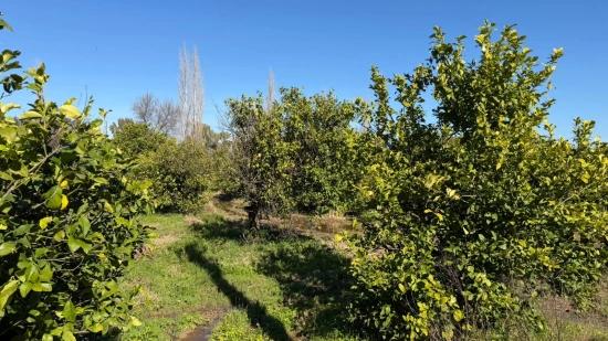 Okçular Marmarlı'da 2.218m2 Satılık Arsa