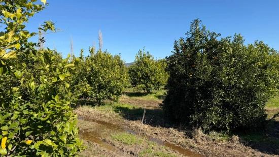 Okçular Marmarlı'da 2.218m2 Satılık Arsa