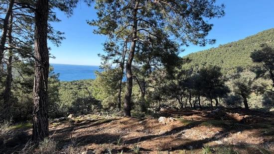 Çandır'da Full Deniz Manzaralı 5715m2 Satılık 2b Tarla