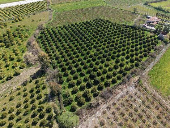 Dalyan Merkeze Yakın 17.550m2 Satılık Bağ-bahçe