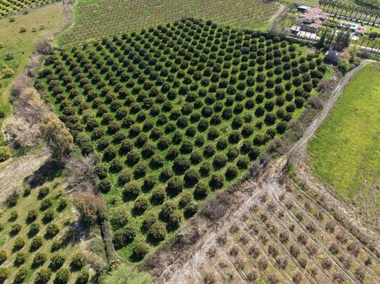 Dalyan Merkeze Yakın 17.550m2 Satılık Bağ-bahçe