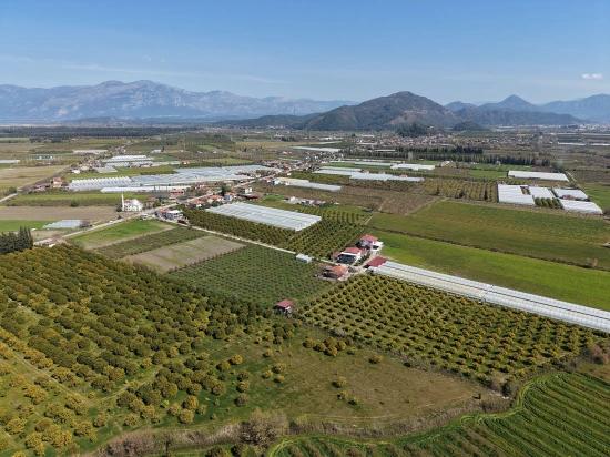 Dalyan Merkeze Yakın 17.550m2 Satılık Bağ-bahçe