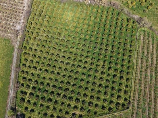 Dalyan Merkeze Yakın 17.550m2 Satılık Bağ-bahçe