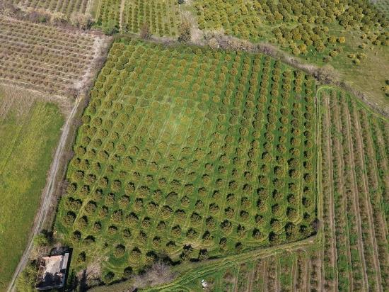 Dalyan Merkeze Yakın 17.550m2 Satılık Bağ-bahçe