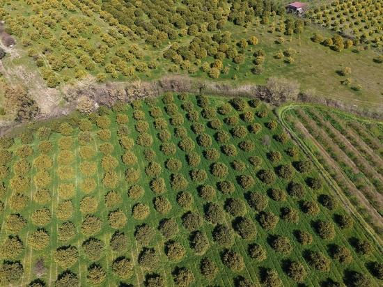 Dalyan Merkeze Yakın 17.550m2 Satılık Bağ-bahçe