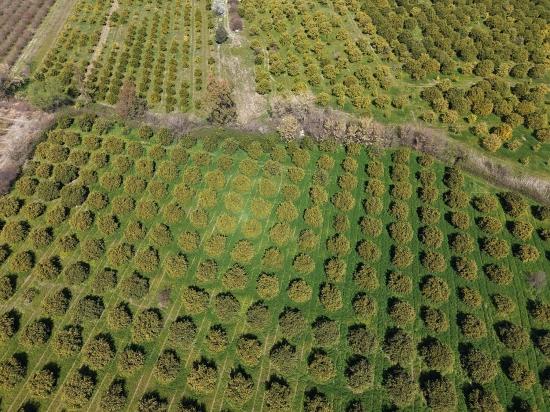 Dalyan Merkeze Yakın 17.550m2 Satılık Bağ-bahçe