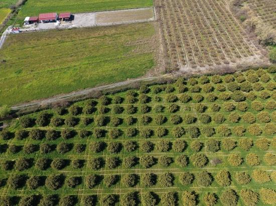 Dalyan Merkeze Yakın 17.550m2 Satılık Bağ-bahçe