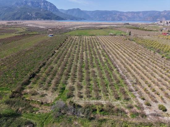 Eskiköy'de Göl Manzaralı 16.710m2 Satılık Nar Bahçesi