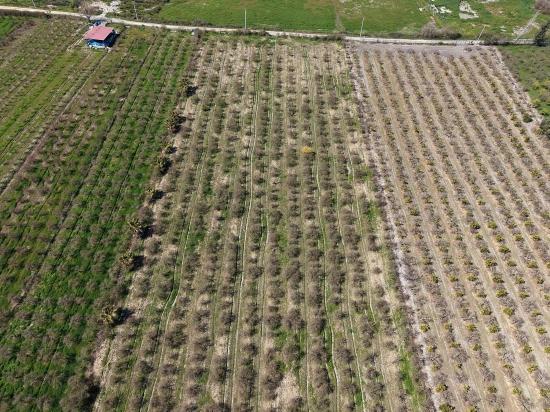 Eskiköy'de Göl Manzaralı 16.710m2 Satılık Nar Bahçesi