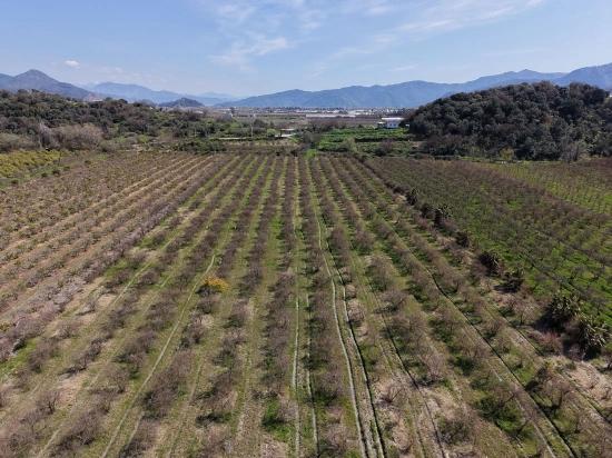 Eskiköy'de Göl Manzaralı 16.710m2 Satılık Nar Bahçesi