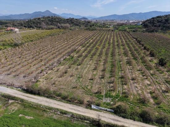 Eskiköy'de Göl Manzaralı 16.710m2 Satılık Nar Bahçesi