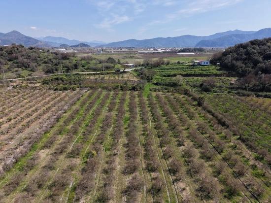 Eskiköy'de Göl Manzaralı 16.710m2 Satılık Nar Bahçesi