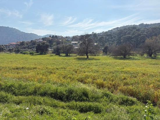 Köyceğiz Çandır Köyü'de Hisseli Rızai Taksimli 2.023m2 Satılık Tarla