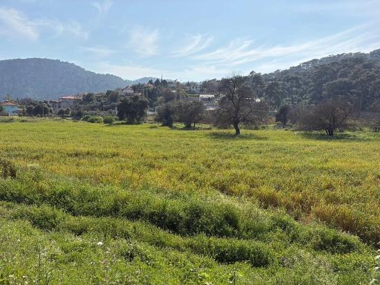 Köyceğiz Çandır Köyü'de Hisseli Rızai Taksimli 2.023m2 Satılık Tarla