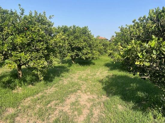 Dalyan Gülpınar'da 722m2 Satılık Arsa