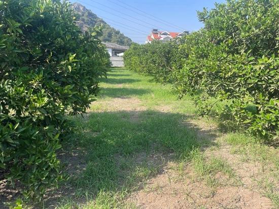 Dalyan Gülpınar'da 722m2 Satılık Arsa