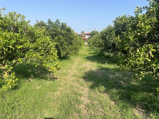 Dalyan Gülpınar'da 722m2 Satılık Arsa