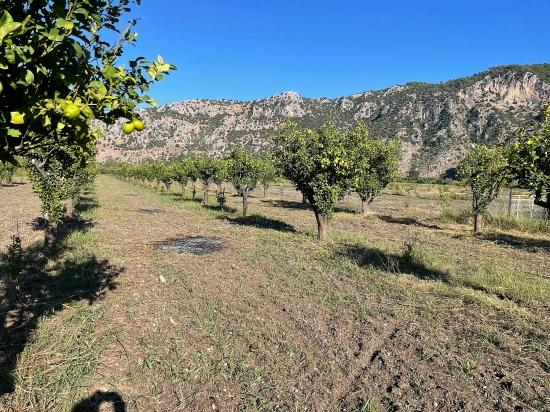 Dalyan'da Merkeze Yakın 6600m2 Satılık Tarla