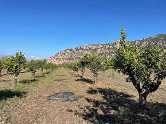 Dalyan'da Merkeze Yakın 6600m2 Satılık Tarla