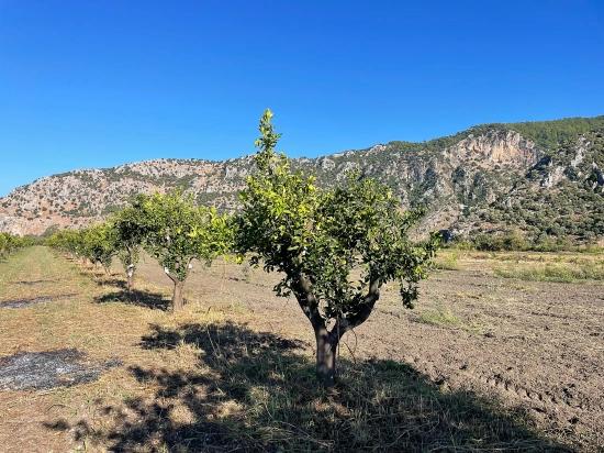 Dalyan'da Merkeze Yakın 6600m2 Satılık Tarla