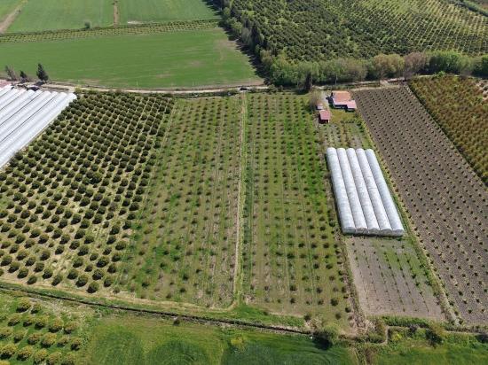 Eskiköy'de 16000m2 Satılık Nar Bahçesi