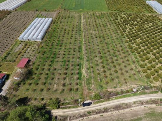 Eskiköy'de 16000m2 Satılık Nar Bahçesi