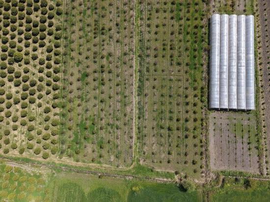 Eskiköy'de 16000m2 Satılık Nar Bahçesi