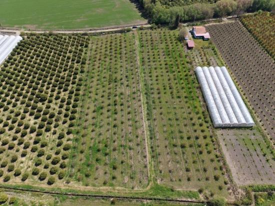 Eskiköy'de 16000m2 Satılık Nar Bahçesi