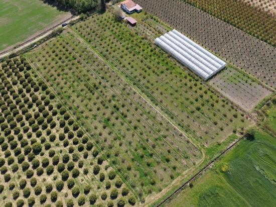 Eskiköy'de 16000m2 Satılık Nar Bahçesi