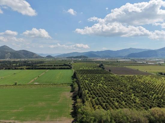 Eskiköy'de 16000m2 Satılık Nar Bahçesi