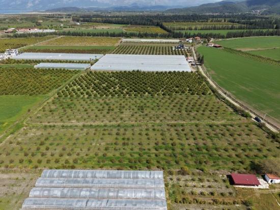 Eskiköy'de 16000m2 Satılık Nar Bahçesi