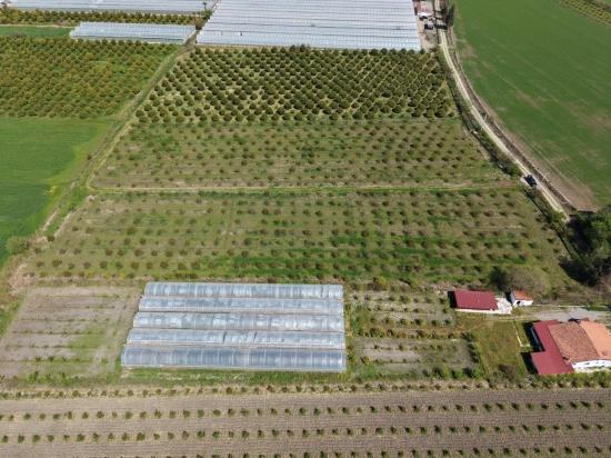 Eskiköy'de 16000m2 Satılık Nar Bahçesi
