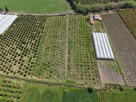 Eskiköy'de 16000m2 Satılık Nar Bahçesi