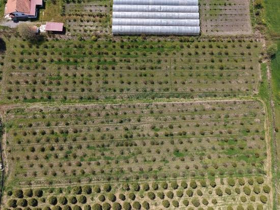 Eskiköy'de 16000m2 Satılık Nar Bahçesi