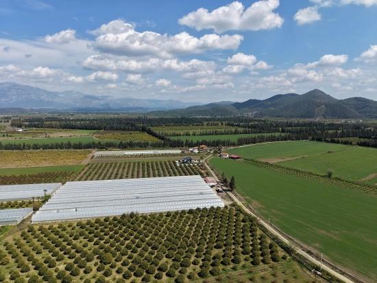 Eskiköy'de 16000m2 Satılık Nar Bahçesi