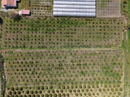 Eskiköy'de 16000m2 Satılık Nar Bahçesi