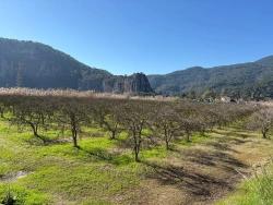 Ortaca Dalyan Mah. Satılık Arsa - Konut İmar Durumlu - 5.985 m²