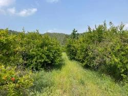 Ortaca Gökbel Mah. Satılık Tarla - Konut İmar Durumlu - 7.800 m²