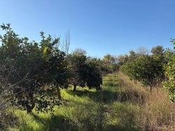 Ortaca Dalyan Mah. Satılık Tarla - Tarla İmar Durumlu - 4.541 m²