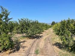 Ortaca Dalyan Mah. Satılık Tarla - Konut İmar Durumlu - 10.000 m²