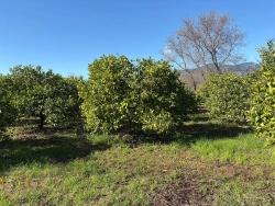 Ortaca Dalyan Mah. Satılık Tarla - Tarla İmar Durumlu - 16.500 m²