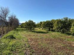 Ortaca Dalyan Mah. Satılık Tarla - Tarla İmar Durumlu - 16.500 m²