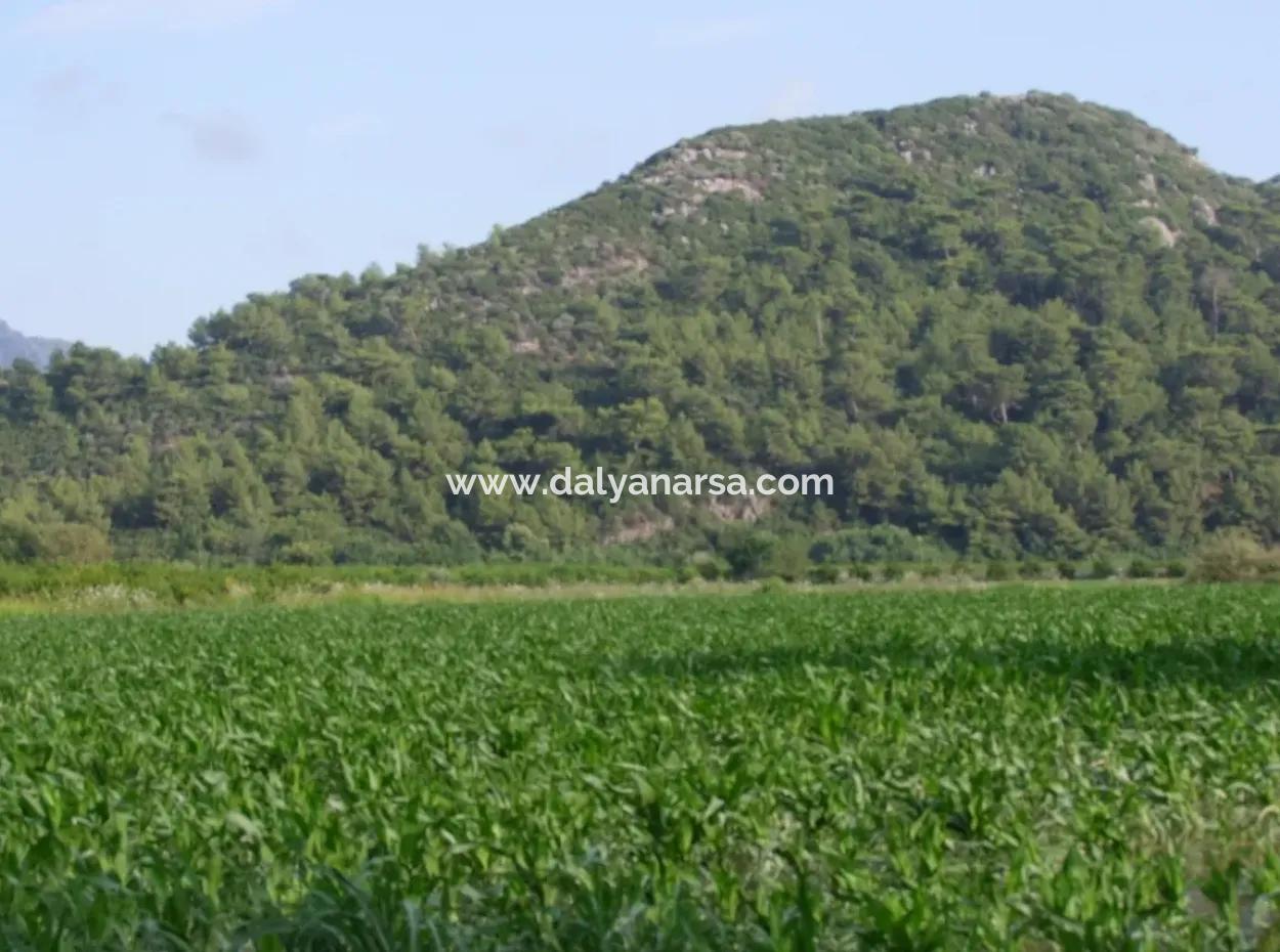 Dalyan Satılık Tarla Dalyan Merkeze Yakın 14,612M2 Satılık Tarla