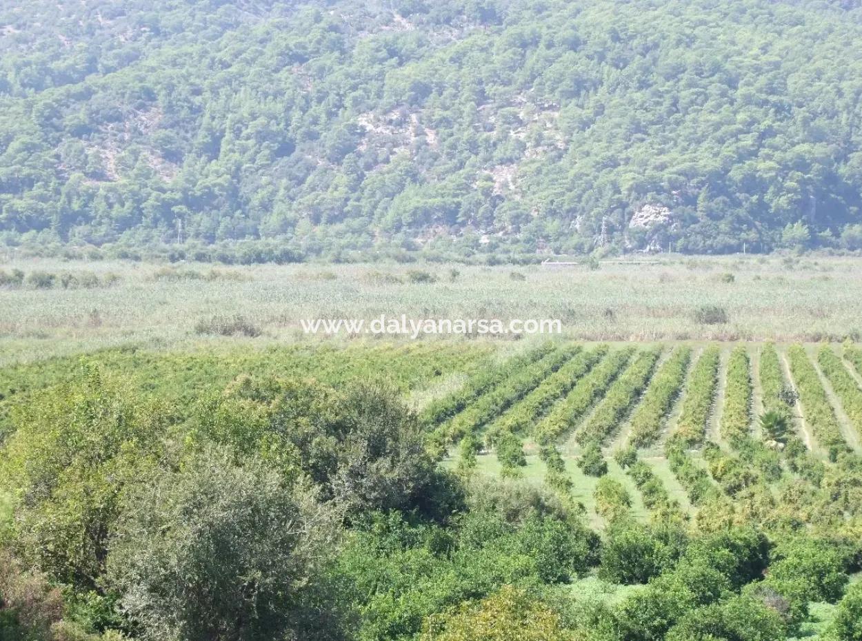 Dalyan Satılık Tarla Dalyan 73410M2 Satılık Tarla
