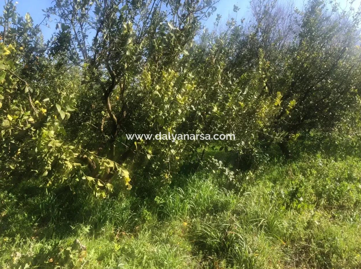 Akıncıda Satılık Arsa 803M2  İmarlı  Satılık Arsa