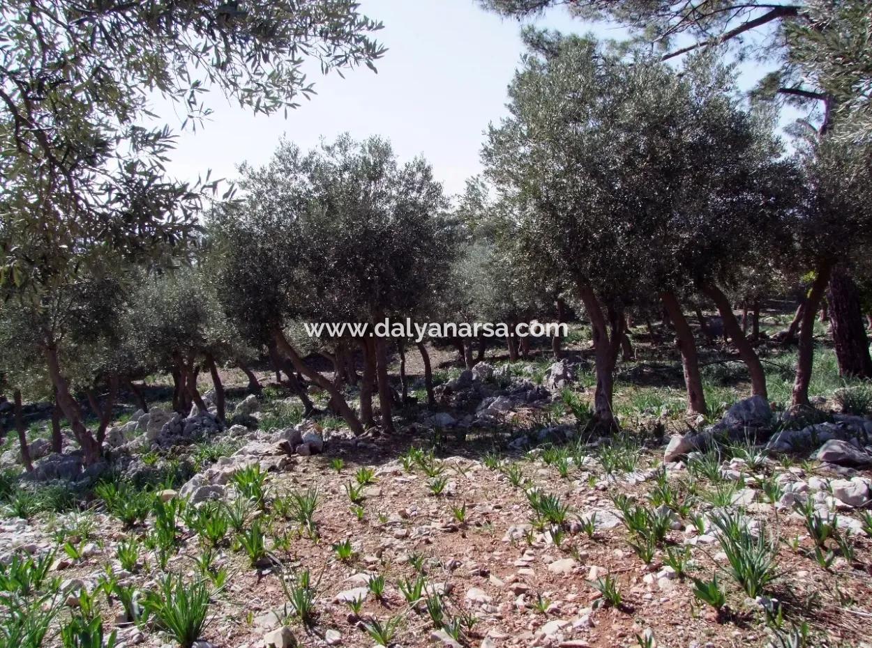 Çandır Deniz Manzaralı 5367M2 Tarla Arsa Satılık