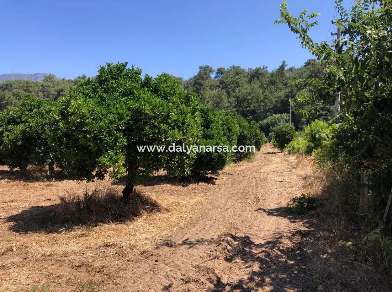 Akyaka Gökçe Satılık Bahçe Denize Yakın 38,000M2 Satılık Arsa